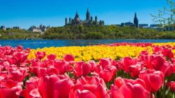 Canadian-Tulip-Festival1-985x552.jpg