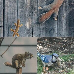 Birds & Squirrels