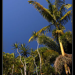 Looking up at palms