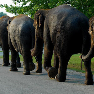 3743-elephants