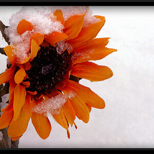 Snow And The Sunflower