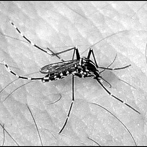 3267-mosquito