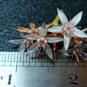Snapshot of flower scale