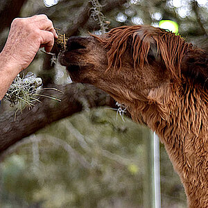 Hand feeding alpaca