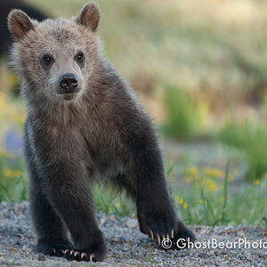 Grizzly Bear 399 on Grand Teton National Park's Pilgrim Creek Road