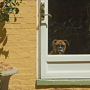 Dog in Door