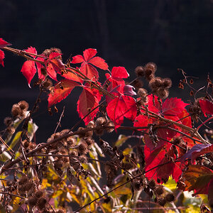 Red Leaves and Burrs (D1H)