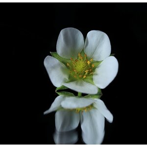 White Flower Reflection