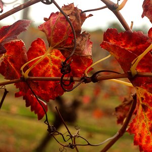 Red Vine Leaves Swan Valley
