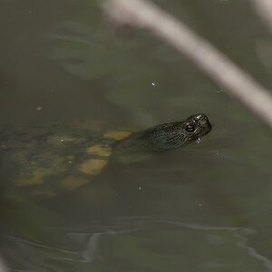 Turtle5.jpg