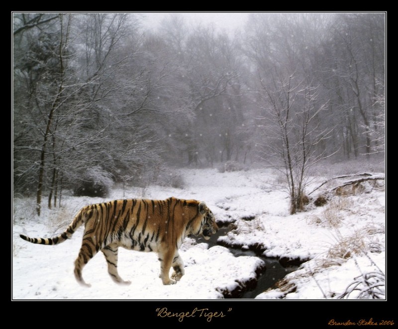 4189-Bengel-Tiger