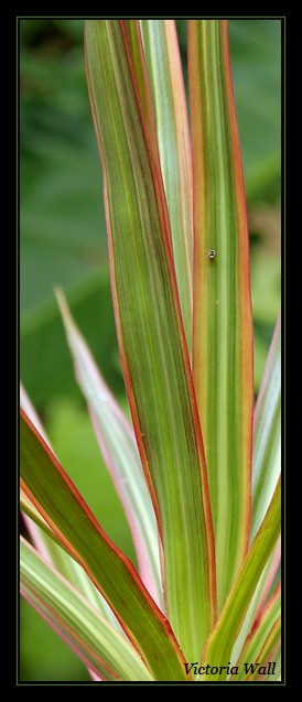 Bug on leafy thing