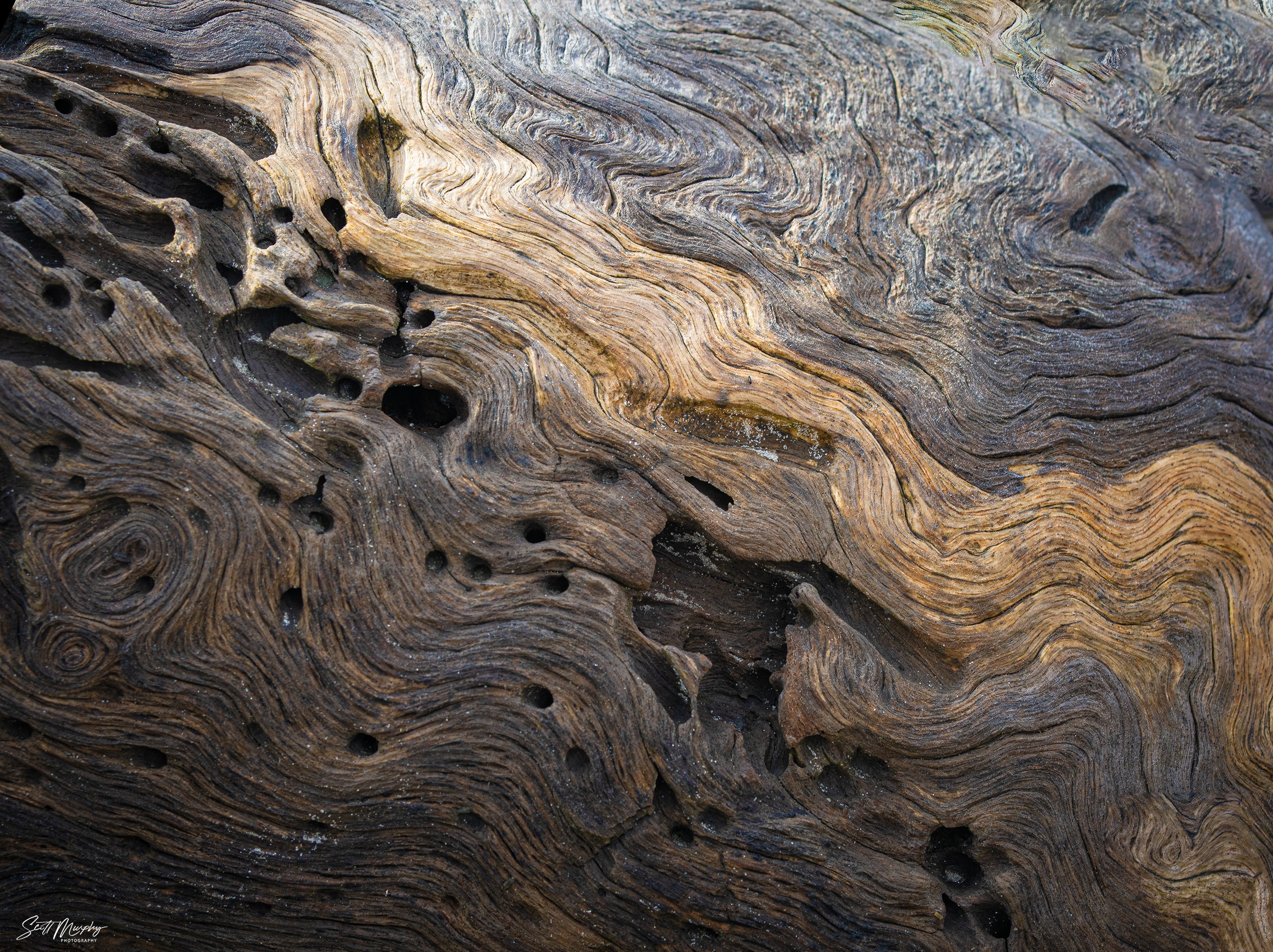 Driftwood Detail