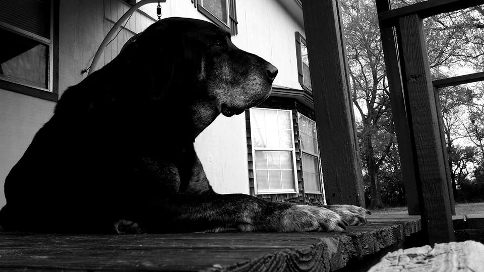 Old Dog of My Uncle's