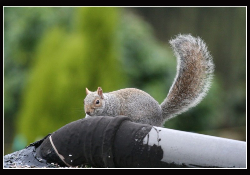Squirrel in Willseden London!