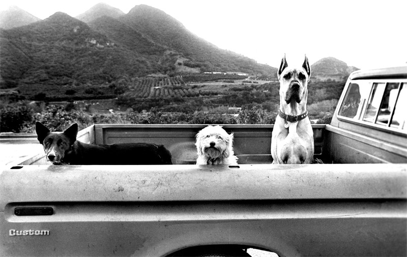 3-Dogs-ana-Truck---W.jpg