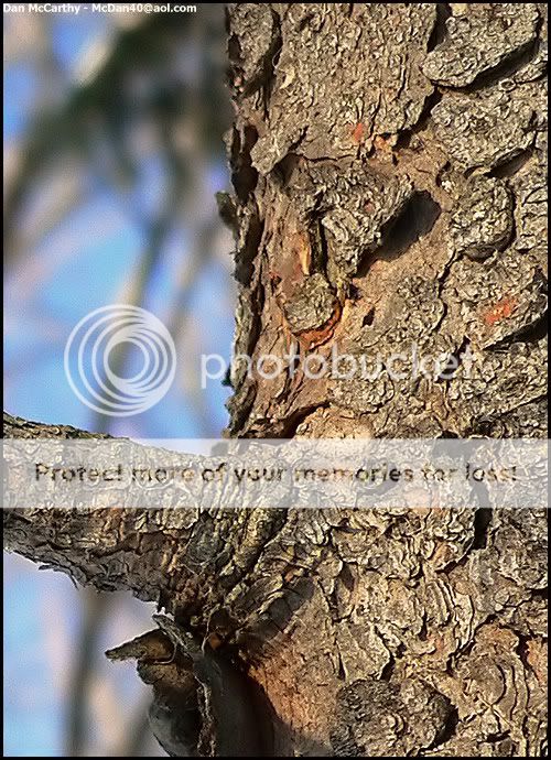 treebark.jpg
