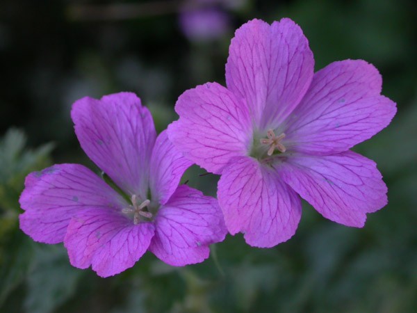 violets01.jpg