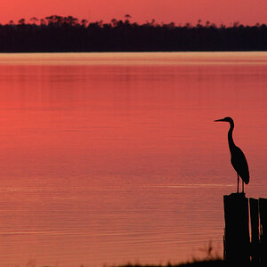 Heron