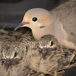 Dove and babies