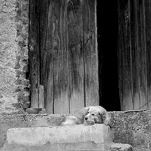 Dog portrait in Black and White