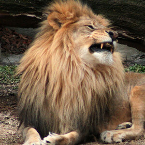 Lion Yawning #3