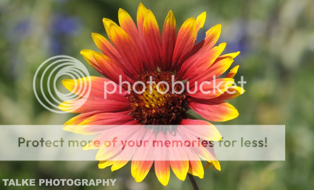 Flowers71Watermark.jpg